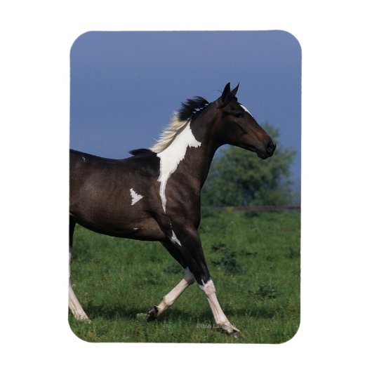 Paint Horse Running 2 Magnet (Vertikal)