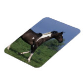 Paint Horse Running 2 Magnet (Linke Seite)