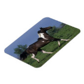 Paint Horse Running 2 Magnet (Linke Seite)