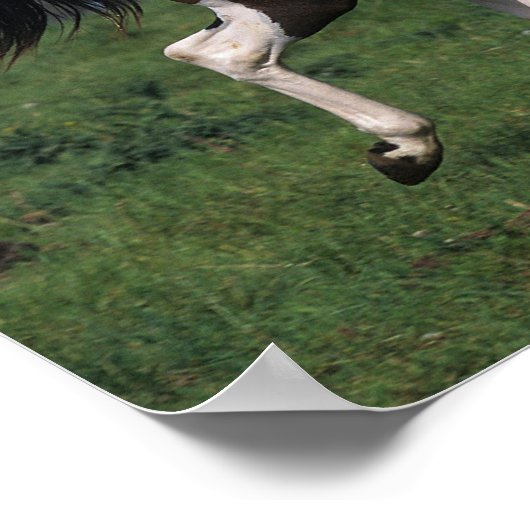 Paint Horse Running 2 Poster (Ecke)