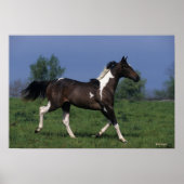 Paint Horse Running 2 Poster (Vorne)