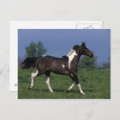 Paint Horse Running 2 Postkarte (Vorne/Hinten)