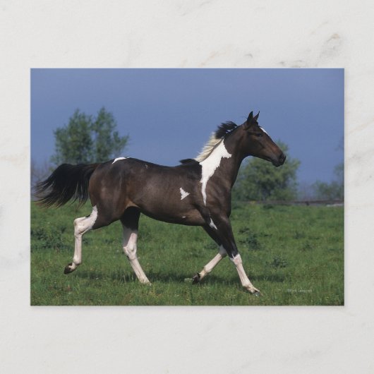 Paint Horse Running 2 Postkarte (Vorderseite)