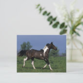 Paint Horse Running 2 Postkarte (Stehend Vorderseite)
