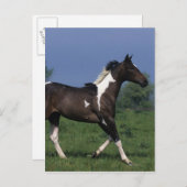 Paint Horse Running 2 Postkarte (Vorne/Hinten)