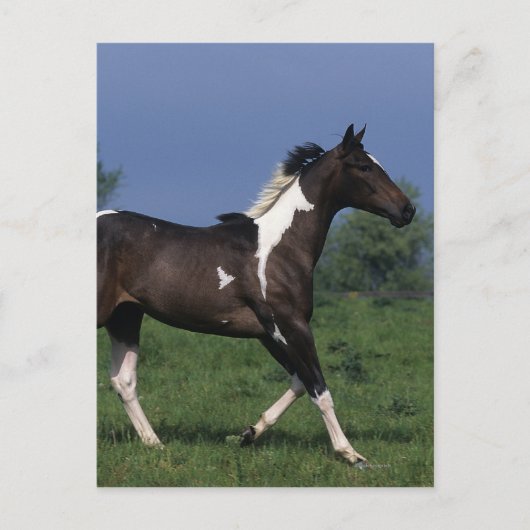 Paint Horse Running 2 Postkarte (Vorderseite)