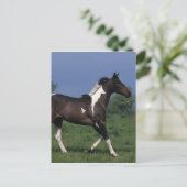 Paint Horse Running 2 Postkarte (Stehend Vorderseite)