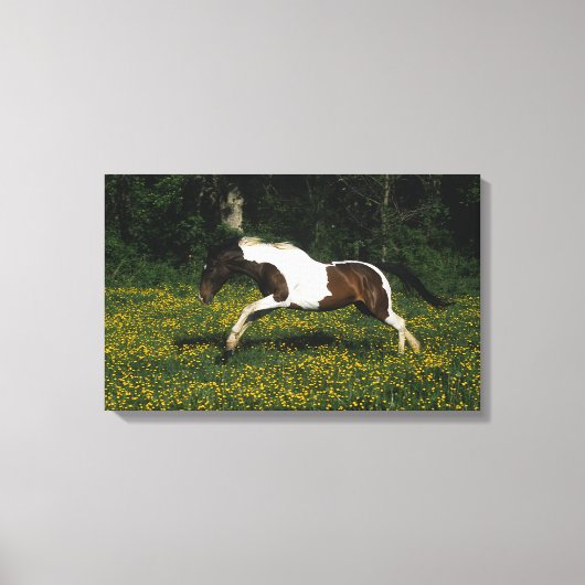 Paint Horse Running in Field of Blume Leinwanddruck (Vorderseite)