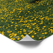 Paint Horse Running in Field of Blume Poster (Ecke)