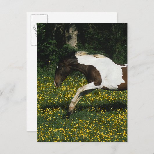 Paint Horse Running in Field of Blume Postkarte (Vorne/Hinten)