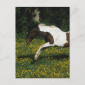 Paint Horse Running in Field of Blume Postkarte (Vorderseite)
