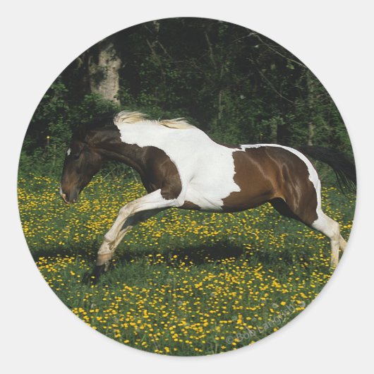 Paint Horse Running in Field of Blume Runder Aufkleber (Vorderseite)