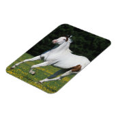 Paint Horse Running in Grassy Field Magnet (Linke Seite)