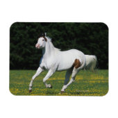 Paint Horse Running in Grassy Field Magnet (Horizontal)