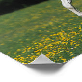 Paint Horse Running in Grassy Field Poster (Ecke)