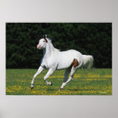 Paint Horse Running in Grassy Field Poster (Vorne)
