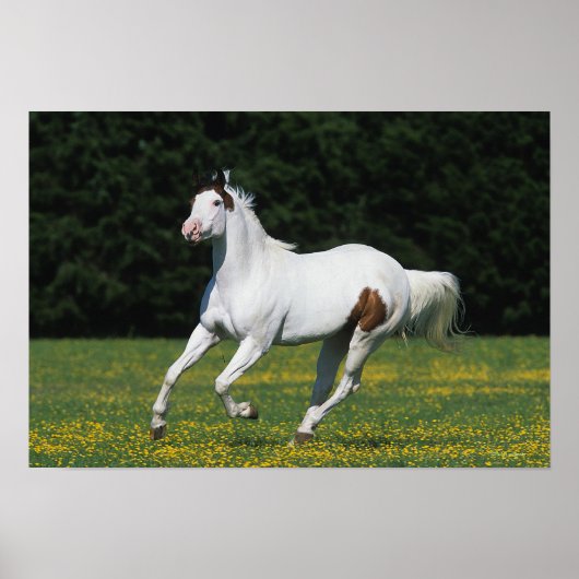 Paint Horse Running in Grassy Field Poster (Vorne)