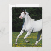Paint Horse Running in Grassy Field Postkarte (Vorne/Hinten)