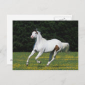 Paint Horse Running in Grassy Field Postkarte (Vorne/Hinten)