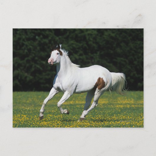 Paint Horse Running in Grassy Field Postkarte (Vorderseite)