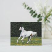 Paint Horse Running in Grassy Field Postkarte (Stehend Vorderseite)