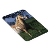 Paint Horse Stehend 2 Magnet (Rechte Seite)