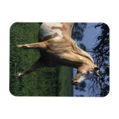 Paint Horse Stehend 2 Magnet (Horizontal)