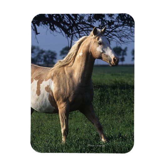 Paint Horse Stehend 2 Magnet (Vertikal)