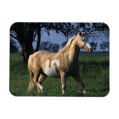 Paint Horse Stehend 2 Magnet (Horizontal)