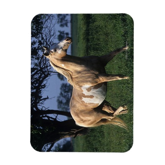 Paint Horse Stehend 2 Magnet (Vertikal)