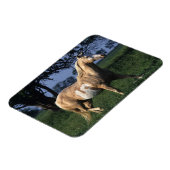 Paint Horse Stehend 2 Magnet (Linke Seite)