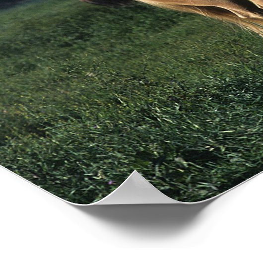 Paint Horse Stehend 2 Poster (Ecke)