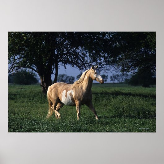Paint Horse Stehend 2 Poster (Vorne)