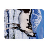 Paint Horse Stehend im Schnee Magnet (Horizontal)