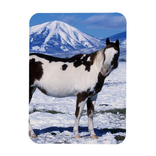 Paint Horse Stehend im Schnee Magnet (Vertikal)