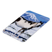 Paint Horse Stehend im Schnee Magnet (Linke Seite)