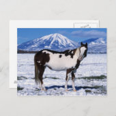 Paint Horse Stehend im Schnee Postkarte (Vorne/Hinten)