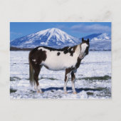 Paint Horse Stehend im Schnee Postkarte (Vorderseite)