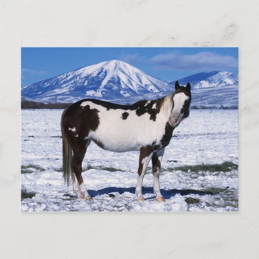 Paint Horse Stehend im Schnee Postkarte (Vorderseite)