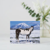 Paint Horse Stehend im Schnee Postkarte (Stehend Vorderseite)