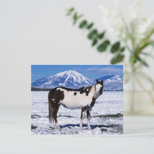 Paint Horse Stehend im Schnee Postkarte (Stehend Vorderseite)