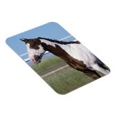 Paint Horse Stehend Magnet (Rechte Seite)