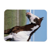 Paint Horse Stehend Magnet (Horizontal)