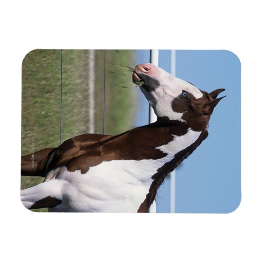 Paint Horse Stehend Magnet (Horizontal)