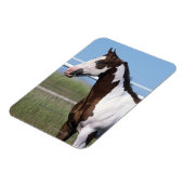 Paint Horse Stehend Magnet (Linke Seite)