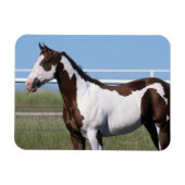 Paint Horse Stehend Magnet (Horizontal)