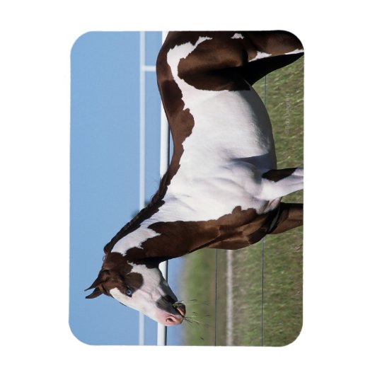 Paint Horse Stehend Magnet (Vertikal)