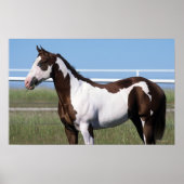 Paint Horse Stehend Poster (Vorne)