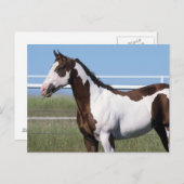 Paint Horse Stehend Postkarte (Vorne/Hinten)