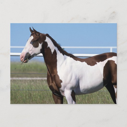 Paint Horse Stehend Postkarte (Vorderseite)